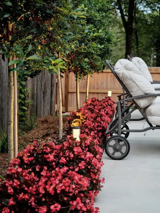 Red begonia bed beside a patio lounge chair and young trees along a wood fence