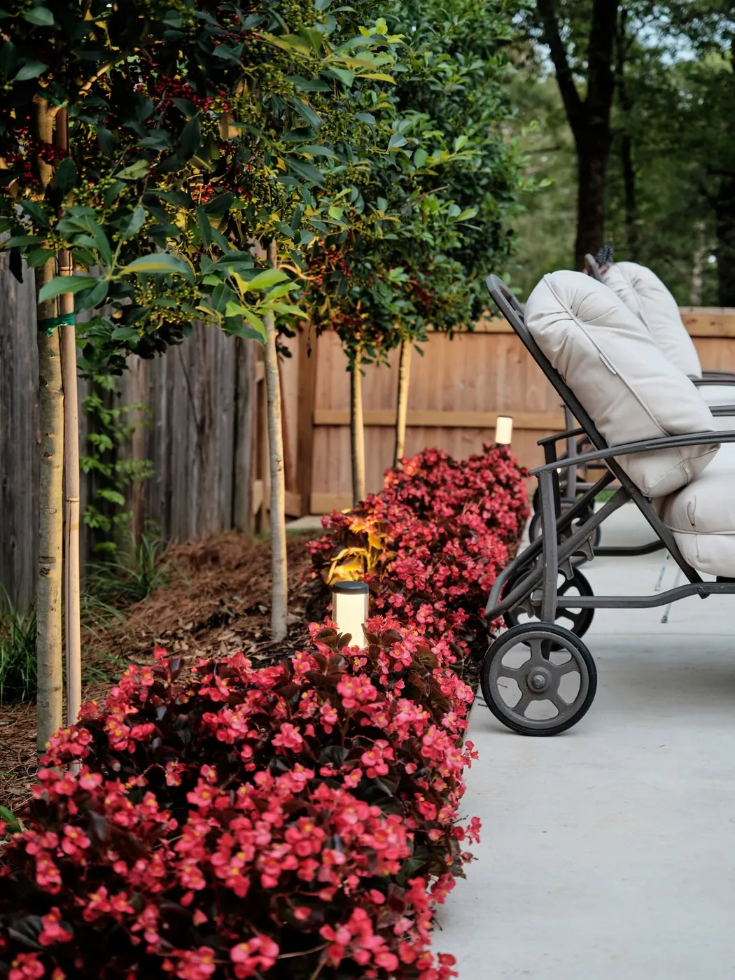 Red begonia bed beside a patio lounge chair and young trees along a wood fence
